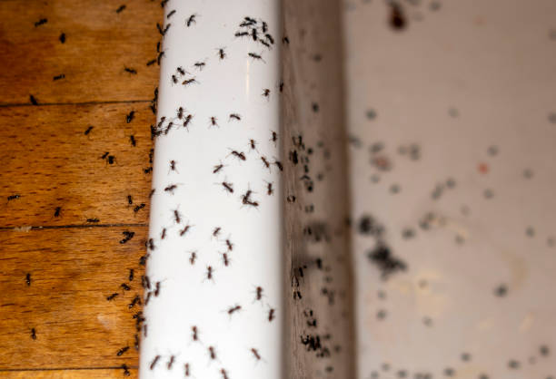 Best Wildlife Control Services  in Mitchell, IL